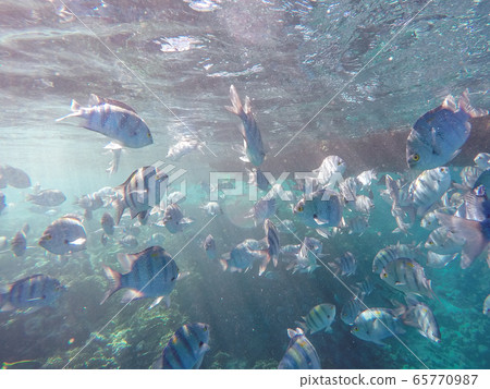 Lots of fish and corals during snorkeling in Sharm el Sheikh, Egypt. Lots of fish and corals during snorkeling in Sharm el Sheikh, Egypt. 65770987