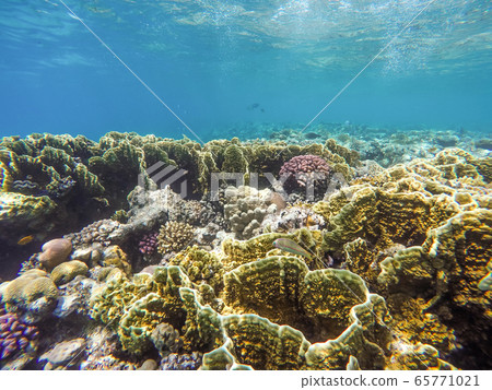 Lots of fish and corals during snorkeling in Sharm el Sheikh, Egypt. Lots of fish and corals during snorkeling in Sharm el Sheikh, Egypt. 65771021