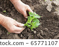 Woman sits tomato seedlings in the ground . 65771107
