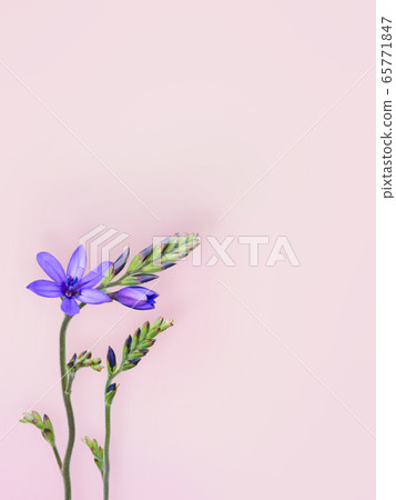 Blue freesia or baboon flowers pink background Blue freesia or baboon flowers pink background 65771847