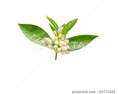 Orange flowers buds bunch isolated on white 65771848
