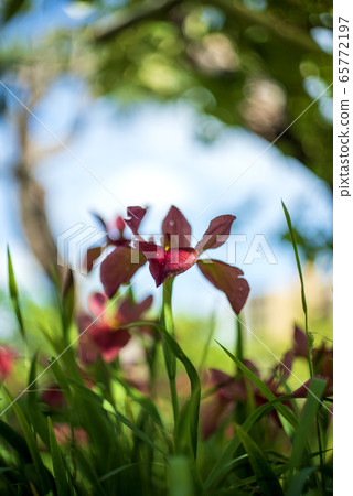 Tea iris flower Tea iris flower 65772197