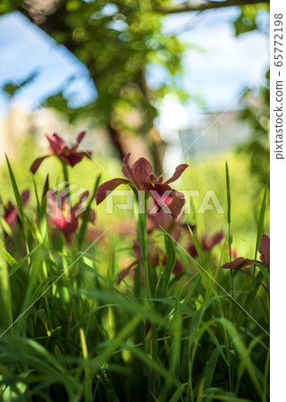 Tea iris flower 65772198