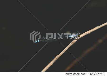 Kuroito Tombo 65772743