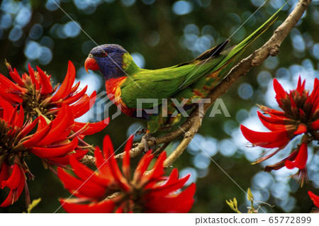 Australian flowers and birds 65772899