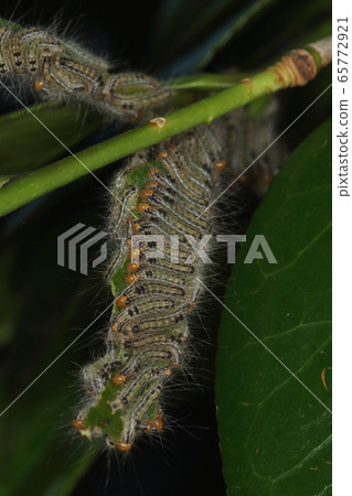 生物昆蟲Chadokuga,幼蟲。當您完全吃完一片葉子時,可以繼續前進。 生物昆蟲Chadokuga,幼蟲。當您完全吃完一片葉子時,可以繼續前進。 65772921