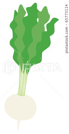 Vegetable turnip turnip turnip 65773114