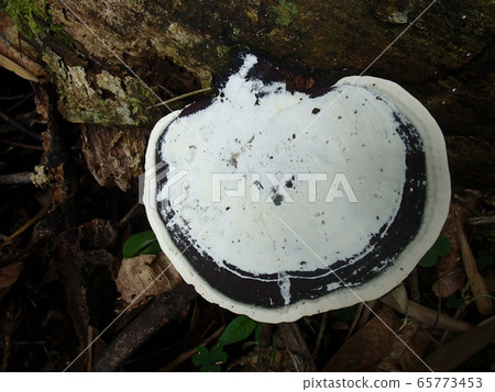 Satoyama Satoyama 65773453