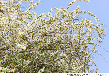 Snowy willow blue sky background 65773713