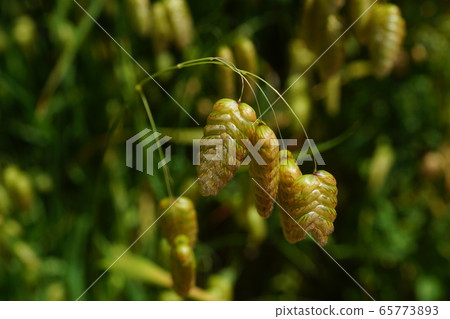 Oval grass clump close-up 65773893
