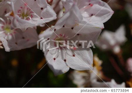Kalmia flower close up Kalmia flower close up 65773894