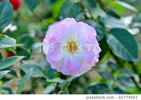 一束淡粉色的玫瑰在燈光下閃耀 一束淡粉色的玫瑰在燈光下閃耀 65774001