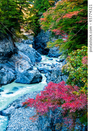 Autumn leaves of Hatonosu Valley, Okutama Town, Tokyo 65774321