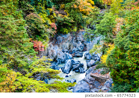 View from Unzenbashi, the autumn foliage of Hatonosu Valley, Okutama Town, Tokyo 65774323