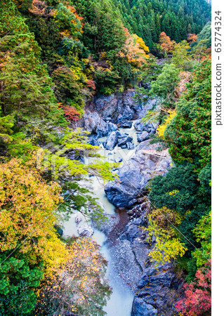 View from Unzenbashi, the autumn foliage of Hatonosu Valley, Okutama Town, Tokyo 65774324
