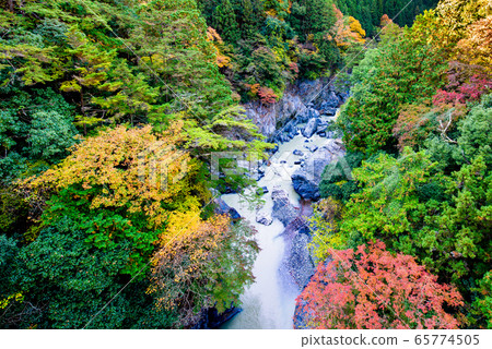 View from Unzenbashi, the autumn foliage of Hatonosu Valley, Okutama Town, Tokyo 65774505