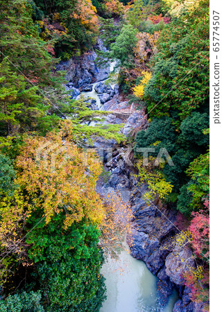 View from Unzenbashi, the autumn foliage of Hatonosu Valley, Okutama Town, Tokyo 65774507