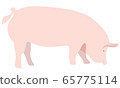 豬插畫素材 65775114