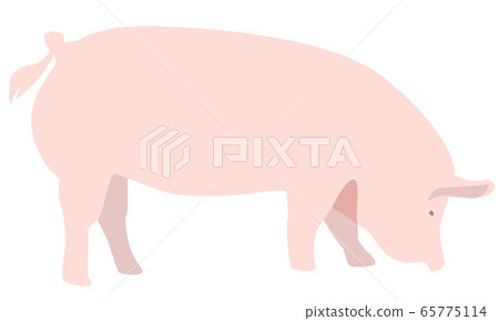 豬插畫素材 65775114