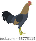 雞插圖素材 65775115