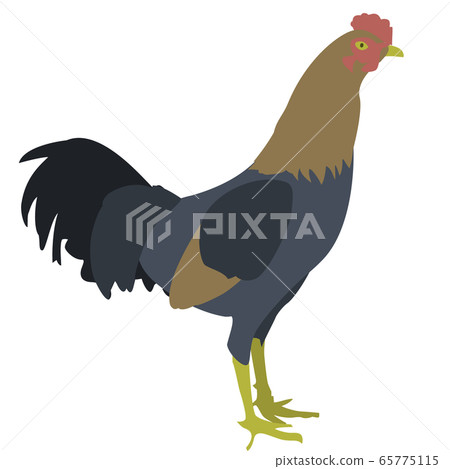 雞插圖素材 65775115