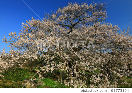 Seed-planting cherry tree at sunset Seed-planting cherry tree at sunset 65775194