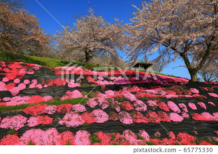 Blue sky, moss phlox, and cherry blossoms Blue sky, moss phlox, and cherry blossoms 65775330