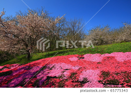 Blue sky, moss phlox, and cherry blossoms 65775343