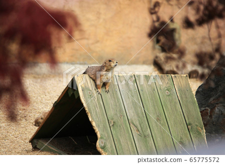 草原犬，真正的守望者 65775572