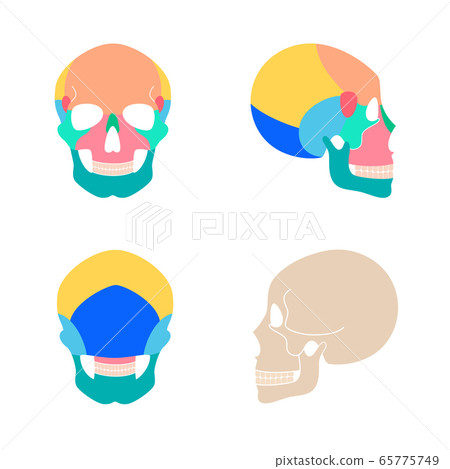 Human skull anatomy Human skull anatomy 65775749