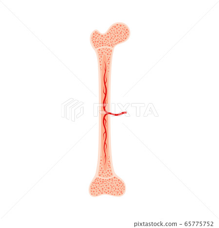 Human bone anatomy Human bone anatomy 65775752
