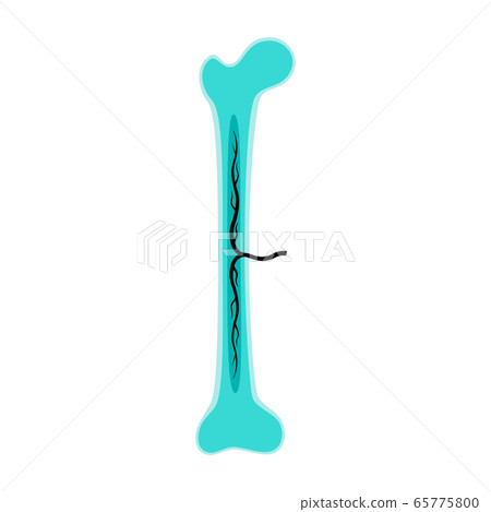 Human bone anatomy Human bone anatomy 65775800