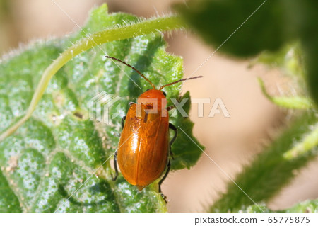 以黃瓜葉為食的黃瓜葉甲蟲 65775875
