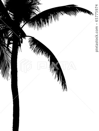 Grunge silhouette palm tree. Black and white vector illustration. 65775974
