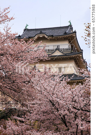 小田原城和櫻花 小田原城和櫻花 65775988