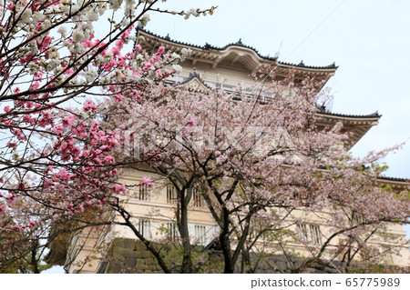 小田原城和櫻花 小田原城和櫻花 65775989