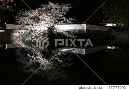 小田原城堡護城河和夜間的櫻花 65775992