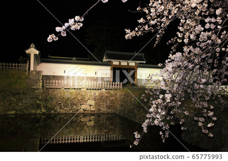 Odawara castle moat and cherry blossoms at night Odawara castle moat and cherry blossoms at night 65775993
