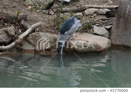 Night heron drinking water 65776000