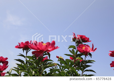 Beautiful scenery with peony flowers 65776428