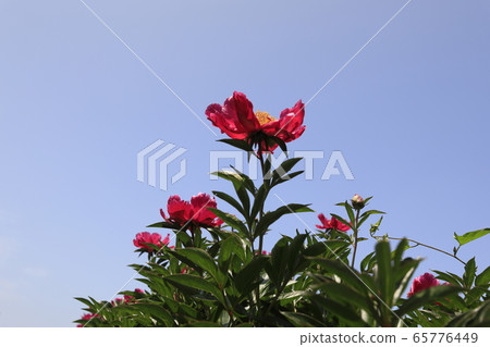 Beautiful scenery with peony flowers Beautiful scenery with peony flowers 65776449