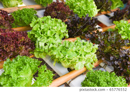 Green oak and red oak lettuce salad vegetable Green oak and red oak lettuce salad vegetable 65776552