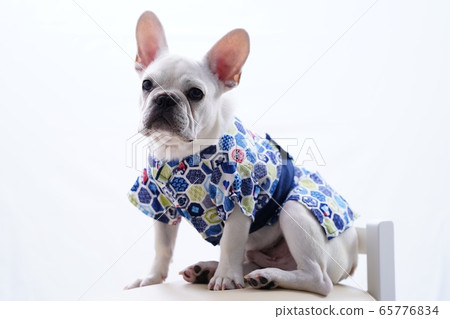 French bulldog French bulldog 65776834