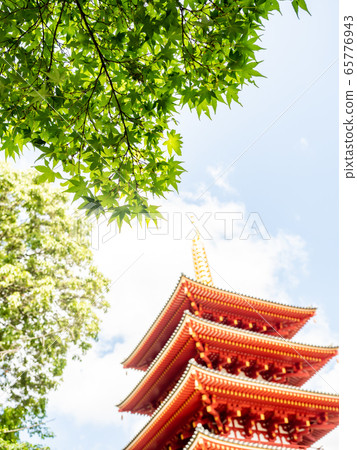 新鮮的綠色藍色槭樹與藍天和朱紅色的五層塔在背景中 新鮮的綠色藍色槭樹與藍天和朱紅色的五層塔在背景中 65776943