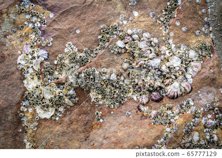 Barnacles on rock - shellfish on the rocks / dry Barnacles on rock - shellfish on the rocks / dry 65777129