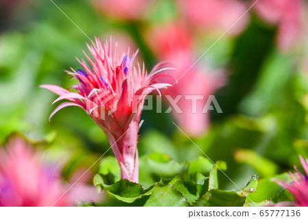 Pink bromeliad flower in garden nursery on pink 65777136