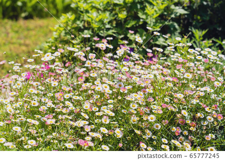 Flower garden where Erigeron blooms in early summer 65777245