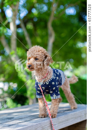 Toy poodle red Toy poodle red 65777328