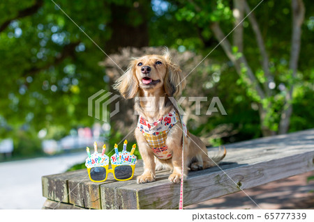 卡寧申臘腸犬@ Dachs 卡寧申臘腸犬@ Dachs 65777339