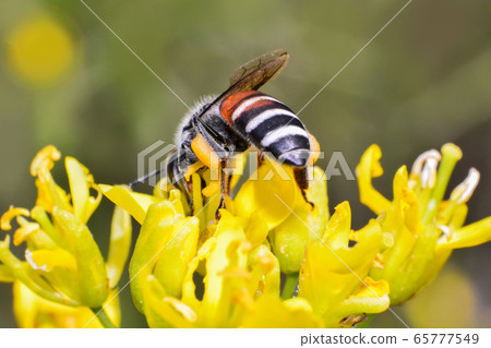 Insects bee on yellow flowers / Close up of bee 65777549